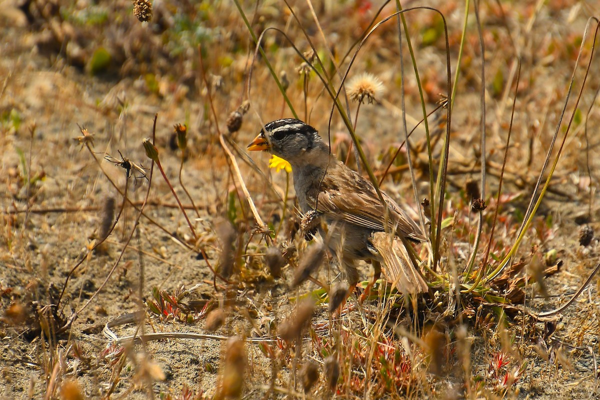 White-crowned Sparrow - ML641810846