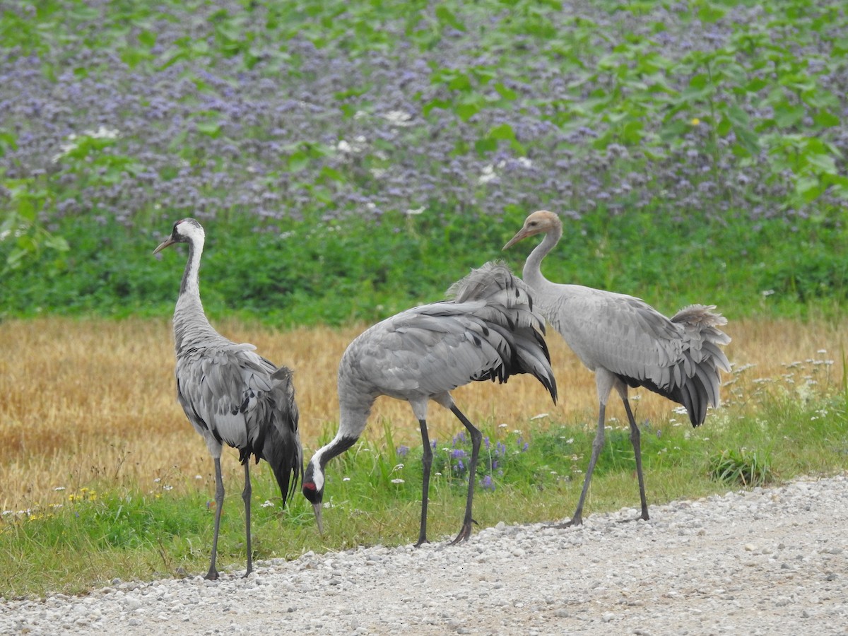 Grulla Común - ML641810860
