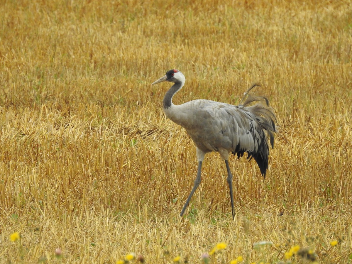 Grulla Común - ML641810887