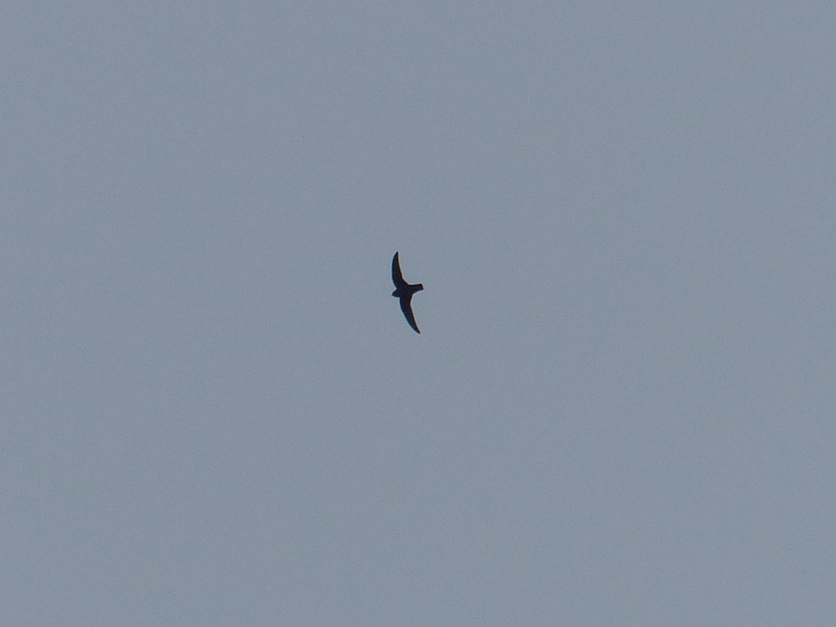 swift sp. - ML641810902