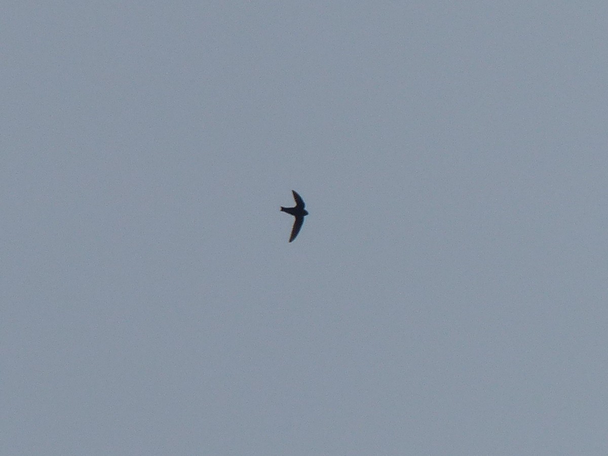 swift sp. - ML641810907