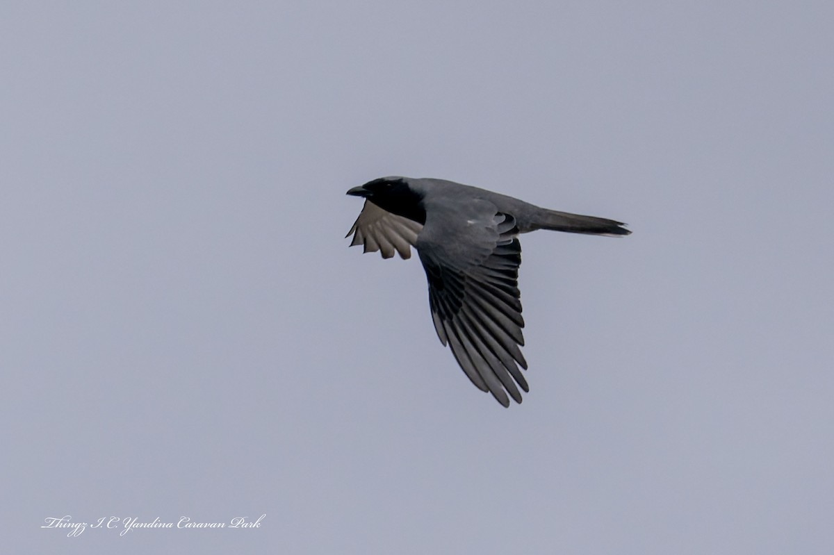 Black-faced Cuckooshrike - ML641810911