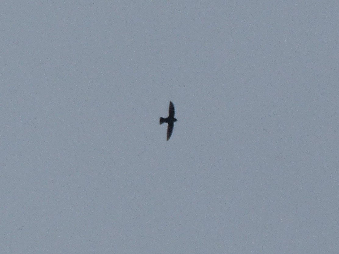 swift sp. - ML641810914