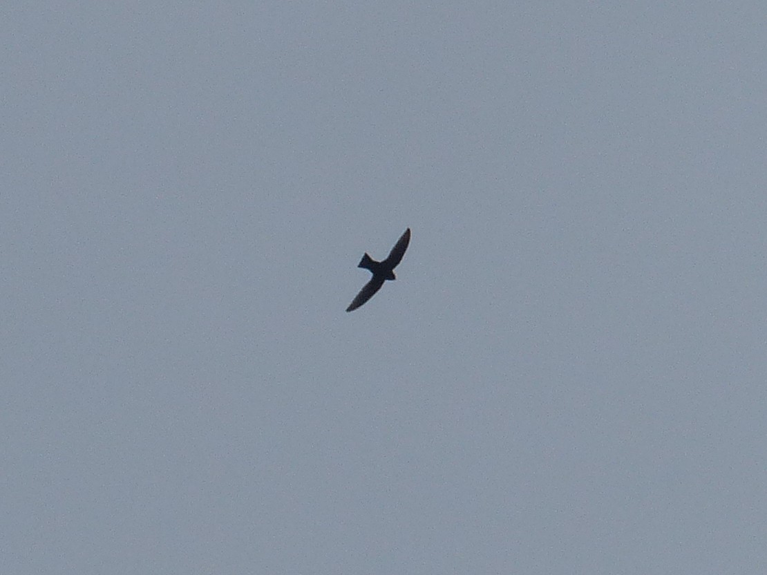 swift sp. - ML641810918