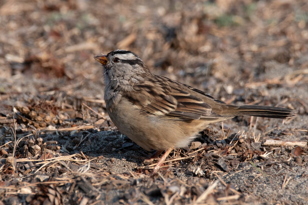 White-crowned Sparrow - ML641810926
