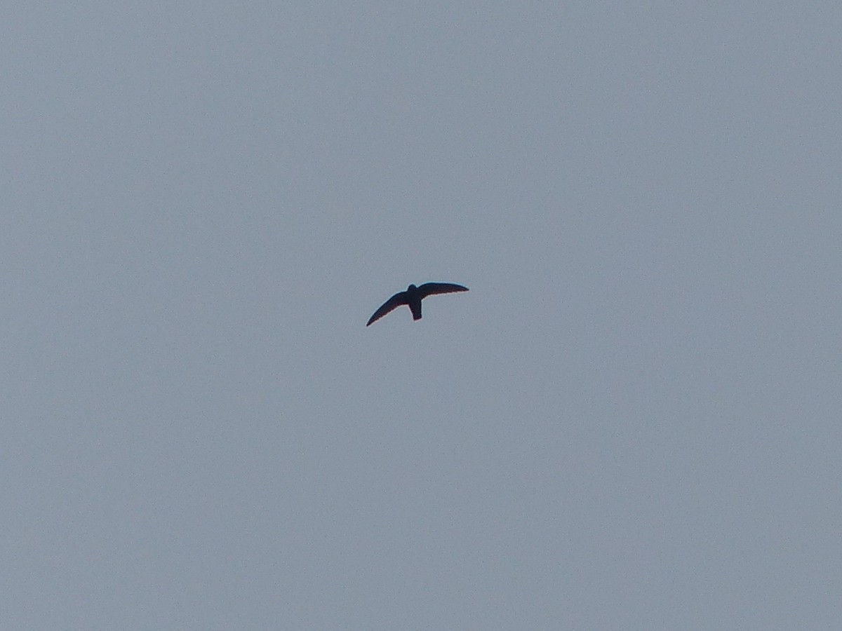 swift sp. - ML641810937