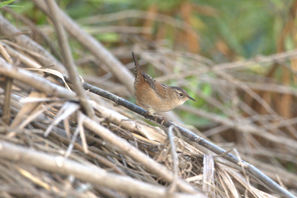 Marsh Wren - ML641810949