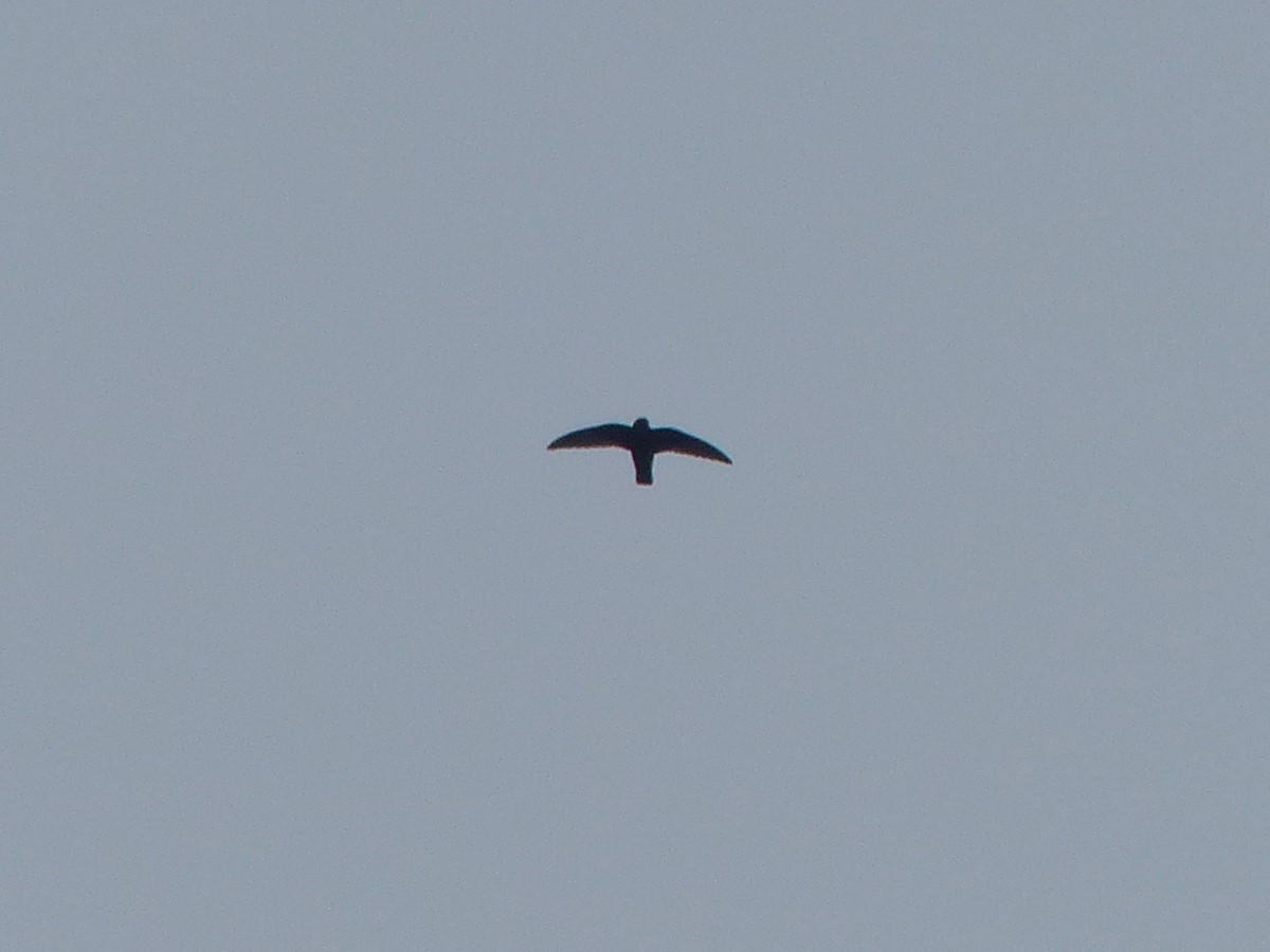 swift sp. - ML641810953