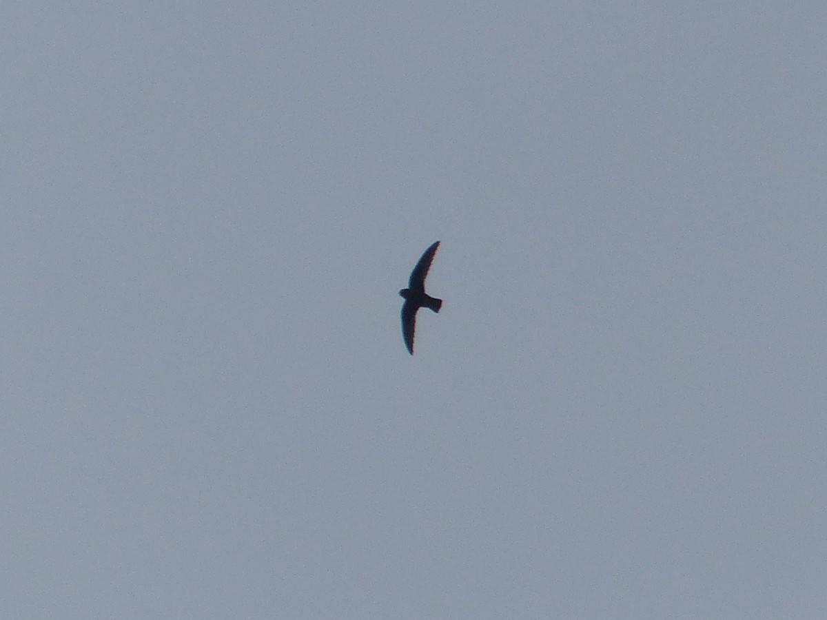 swift sp. - ML641810963
