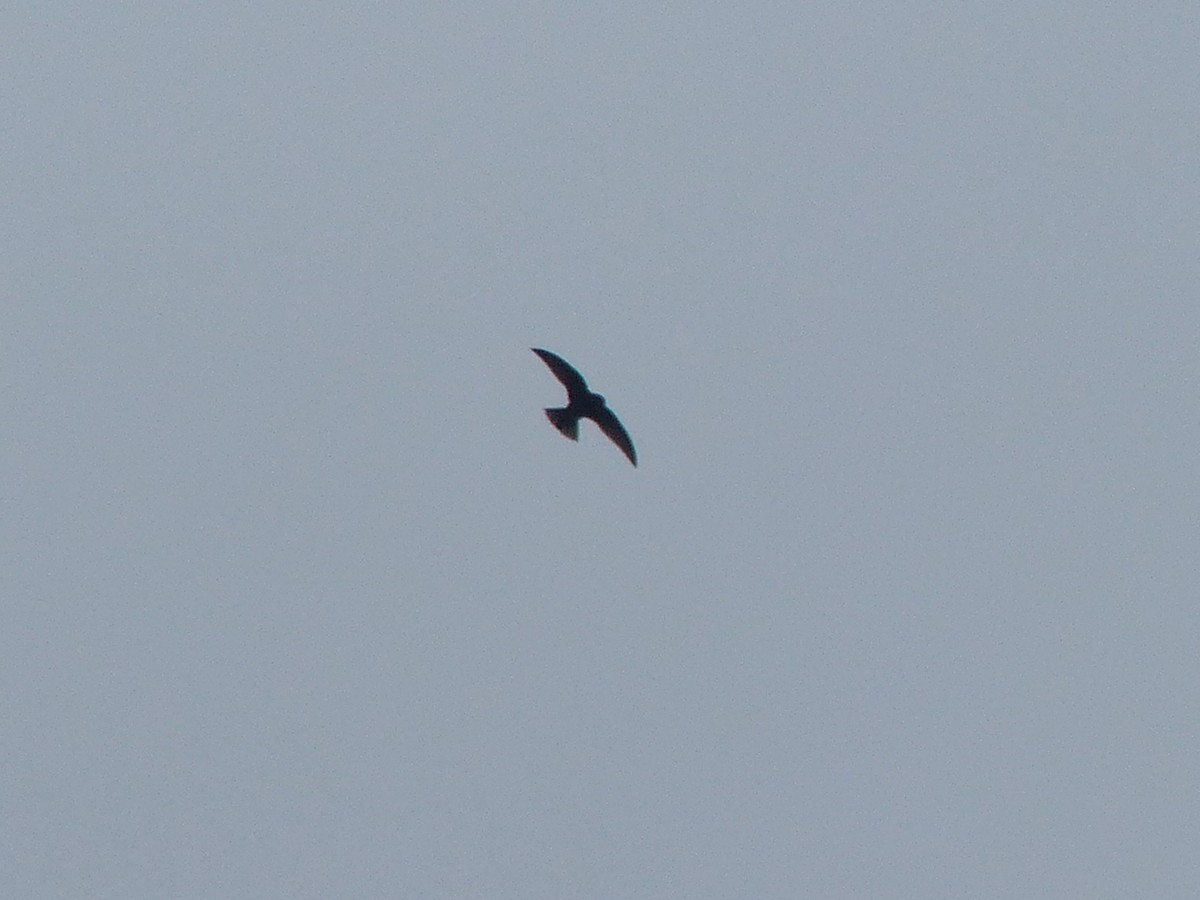 swift sp. - ML641810976