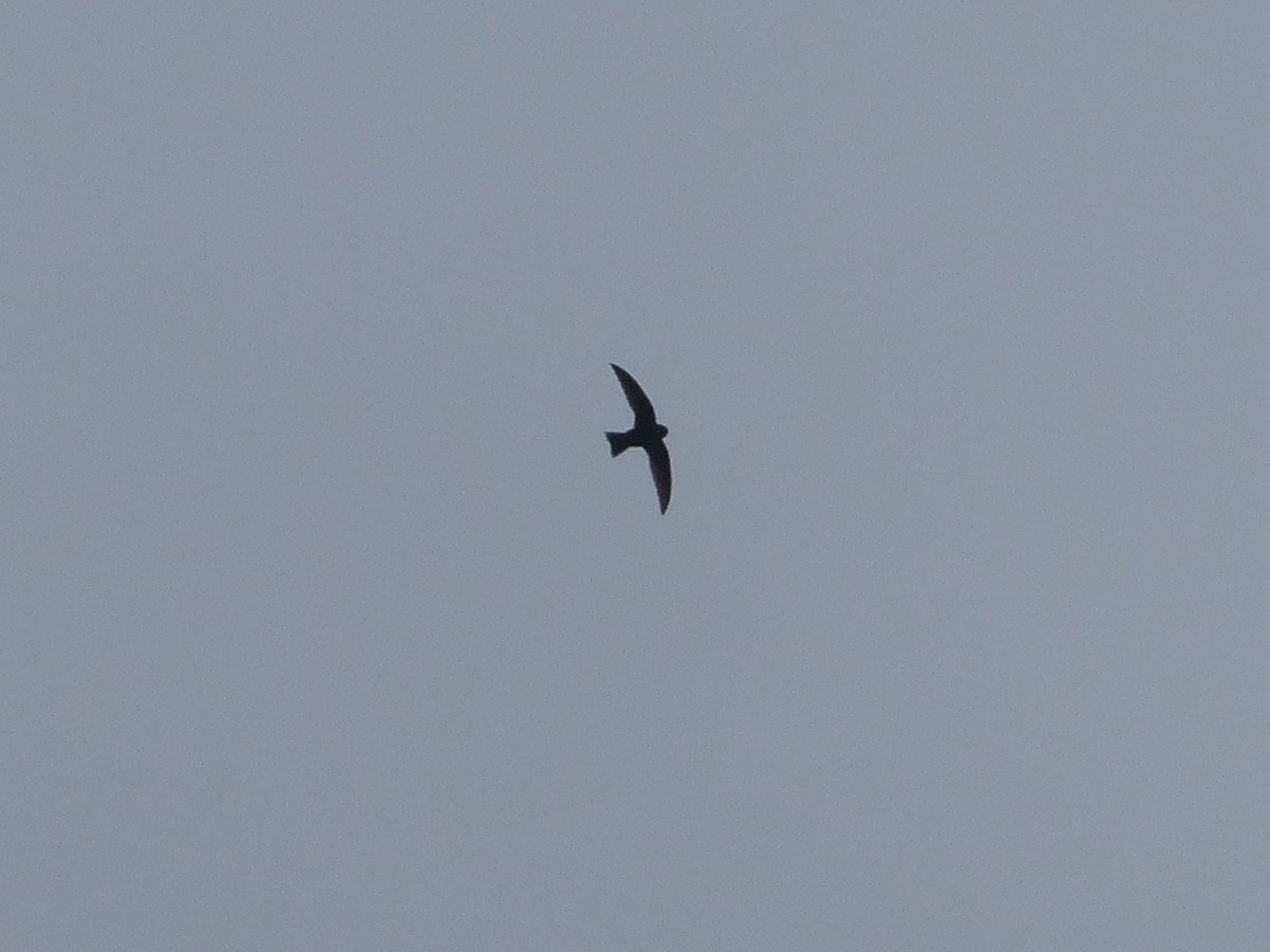 swift sp. - ML641810997