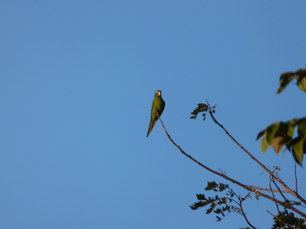 Cuban Parakeet - Bill Crins