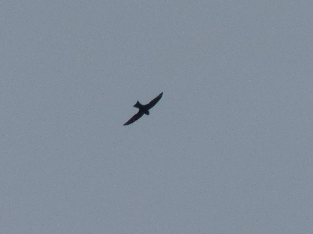 swift sp. - ML641811013