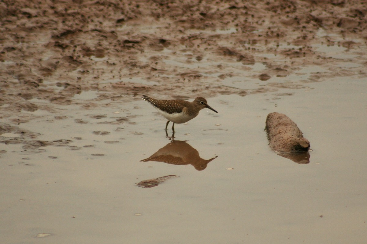 Solitary Sandpiper - ML641811034