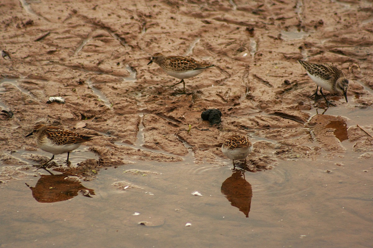 Least Sandpiper - ML641811047