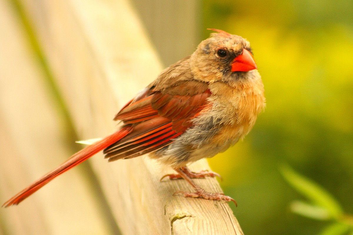 Northern Cardinal - ML641811056