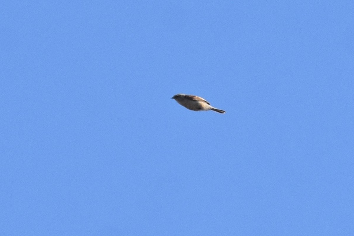 Dilindaria - ML641811075