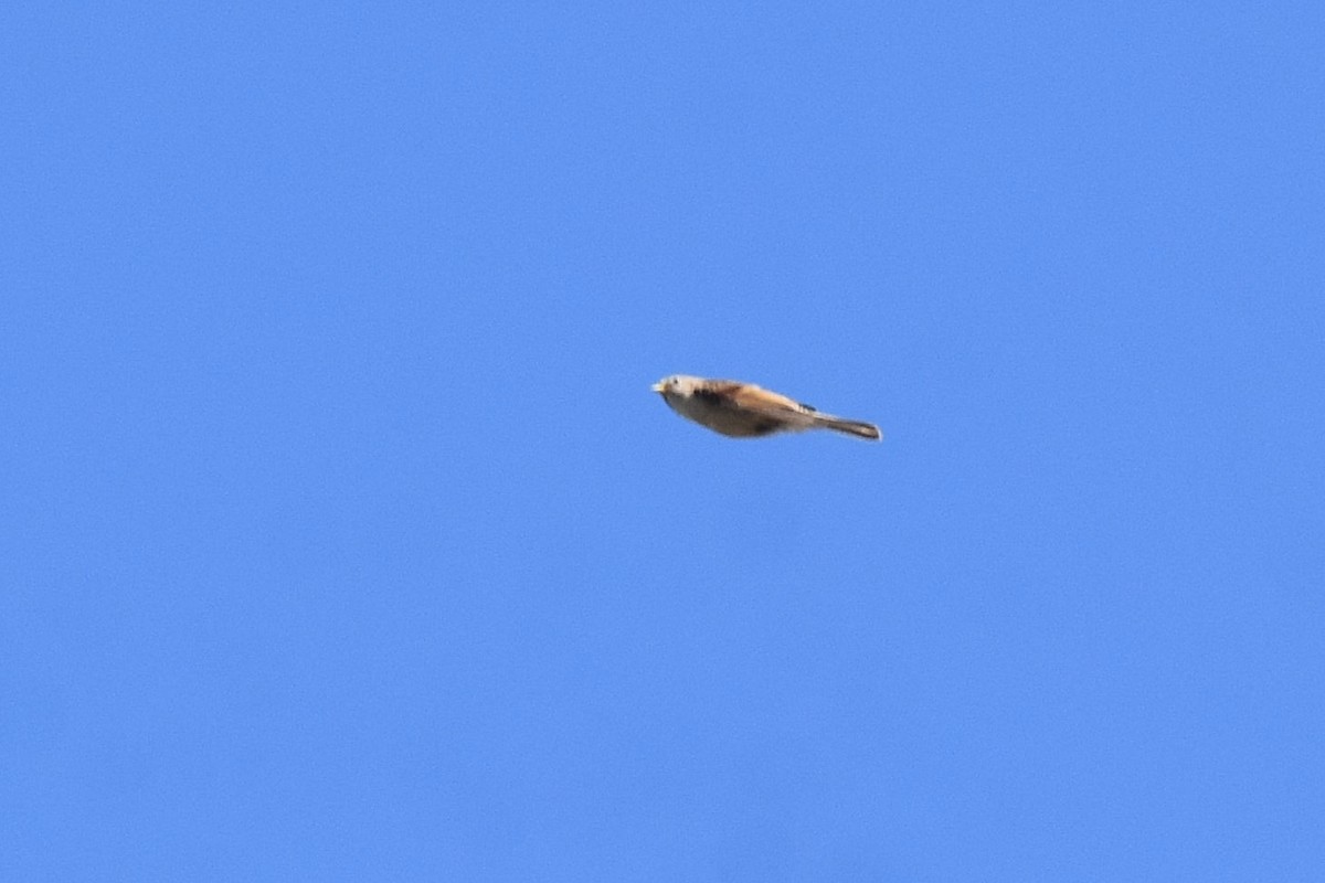 Dilindaria - ML641811076