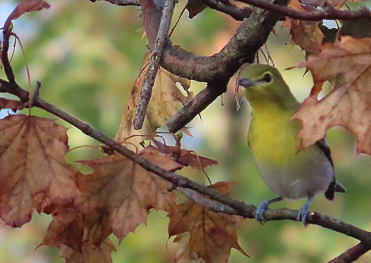Sarı Gerdanlı Vireo - ML641811117