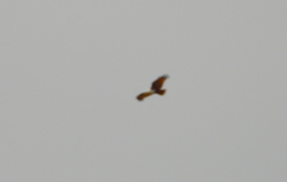 Brahminy Kite - ML641811124