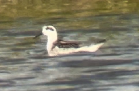 svømmesnipe - ML641811126