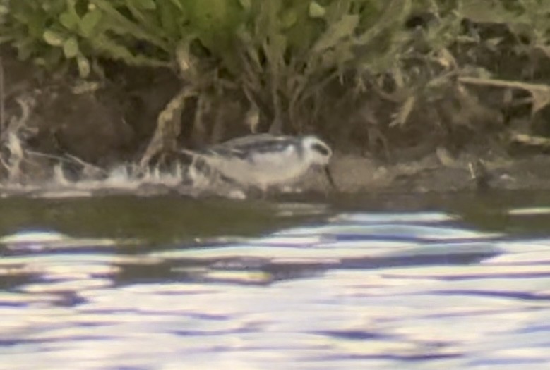 svømmesnipe - ML641811127