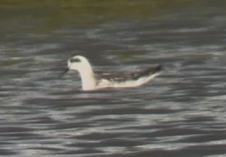svømmesnipe - ML641811128