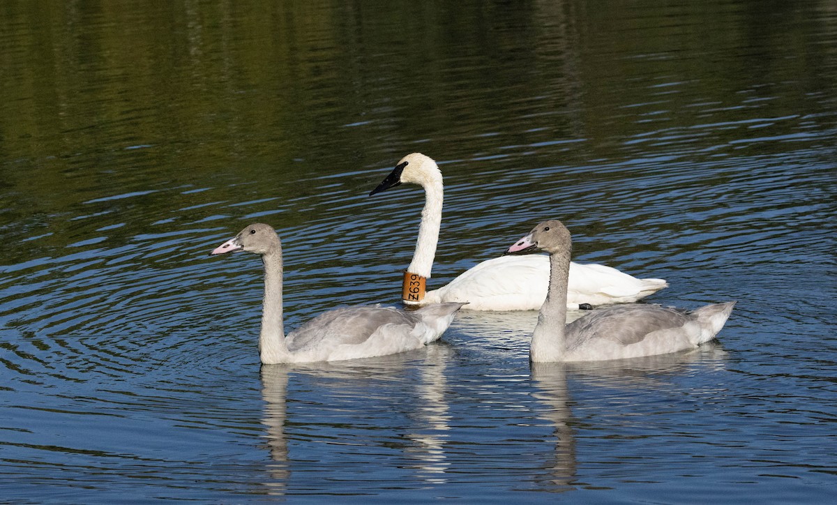 Cygne trompette - ML641811138