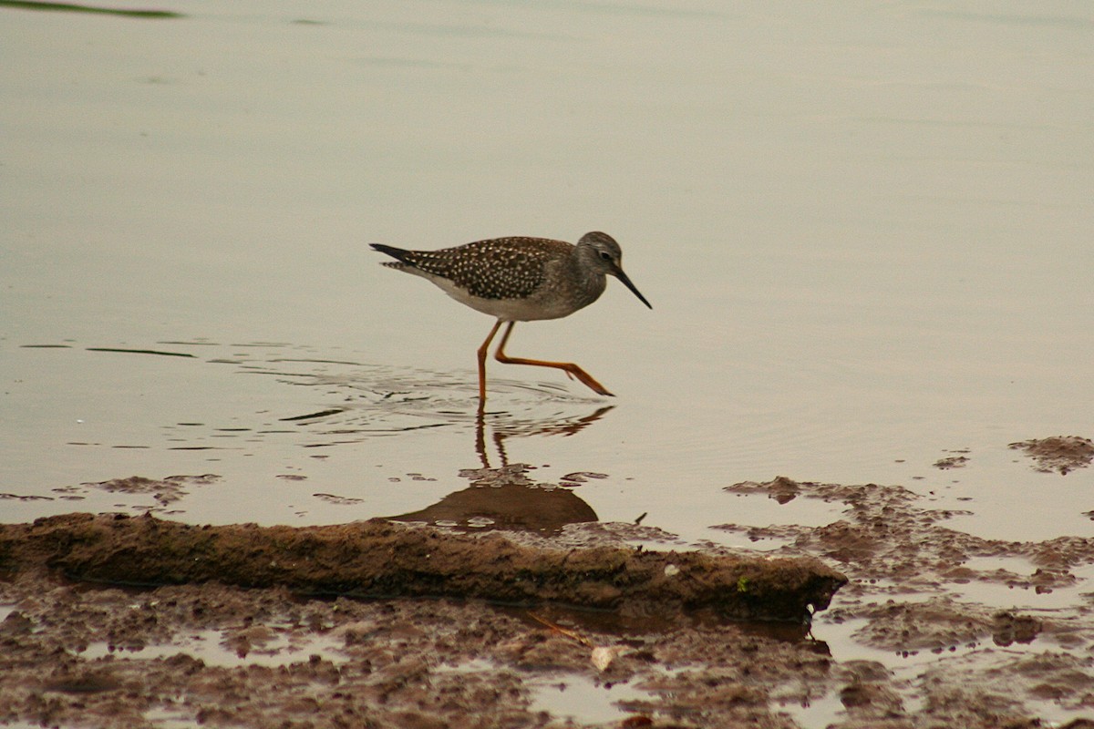 Lesser Yellowlegs - ML641811154