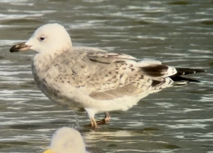 Caspian Gull - ML641811181