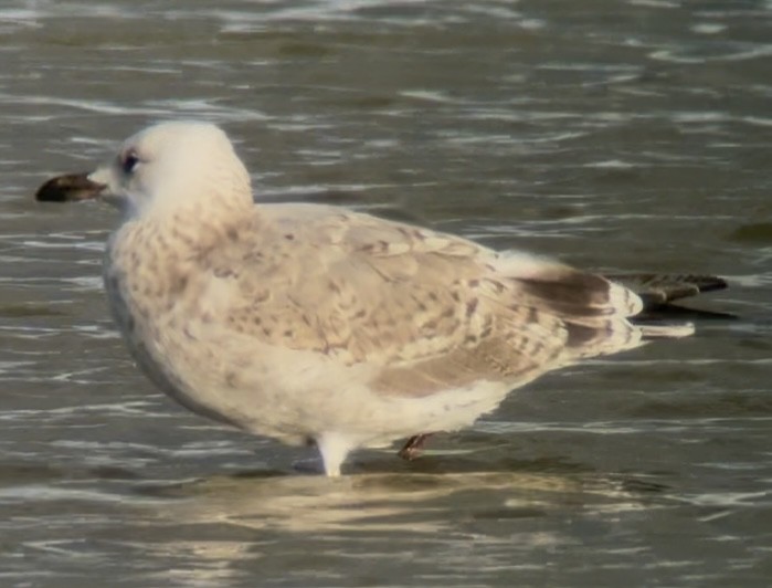 Caspian Gull - ML641811182