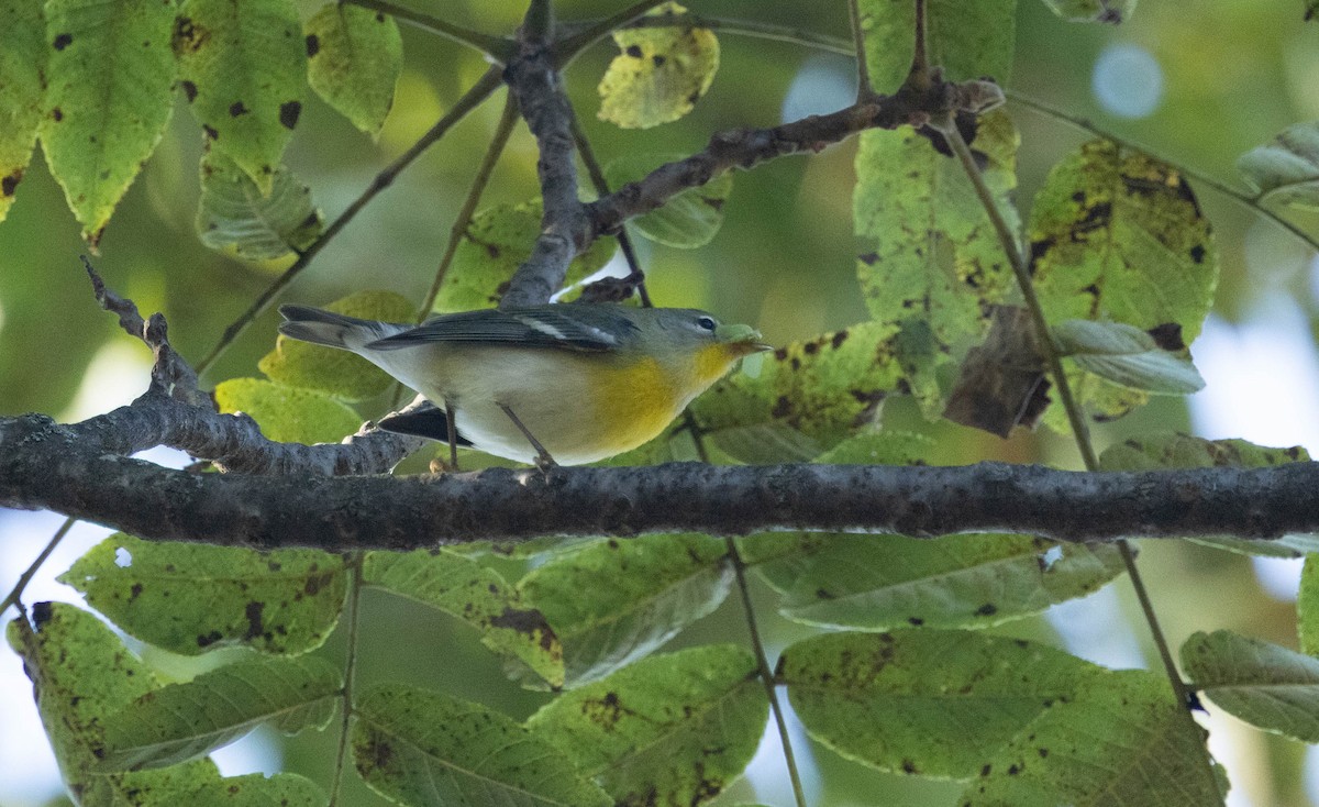 Paruline à collier - ML641811241