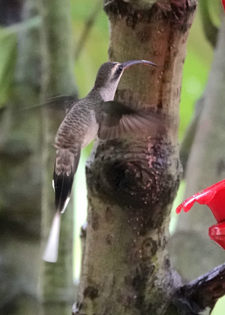 Great-billed Hermit - ML641811245