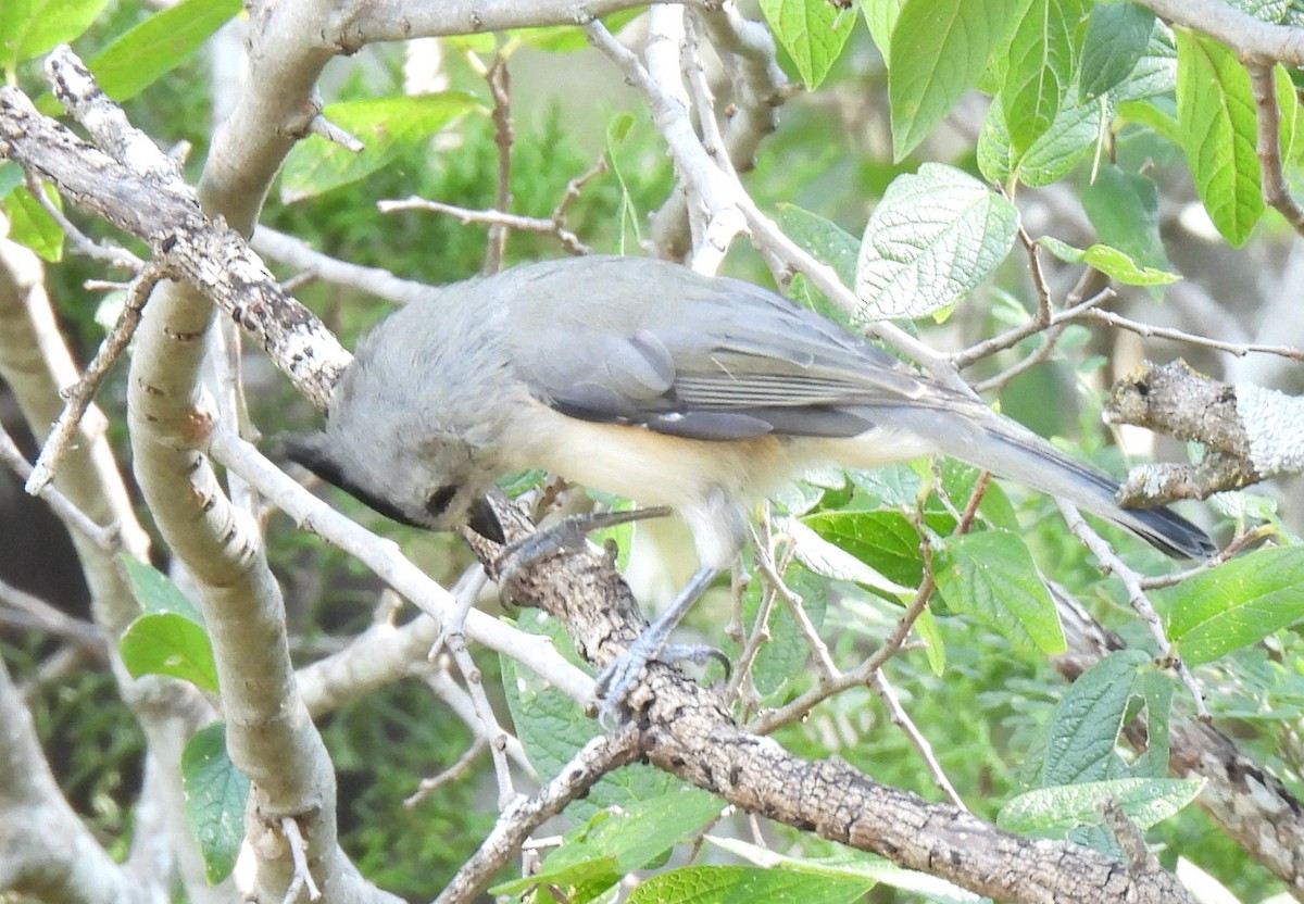 Tufted x Black-crested Titmouse (hybrid) - ML641811248