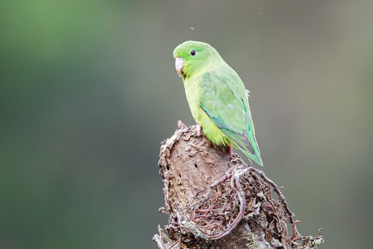 Spectacled Parrotlet - ML641811281