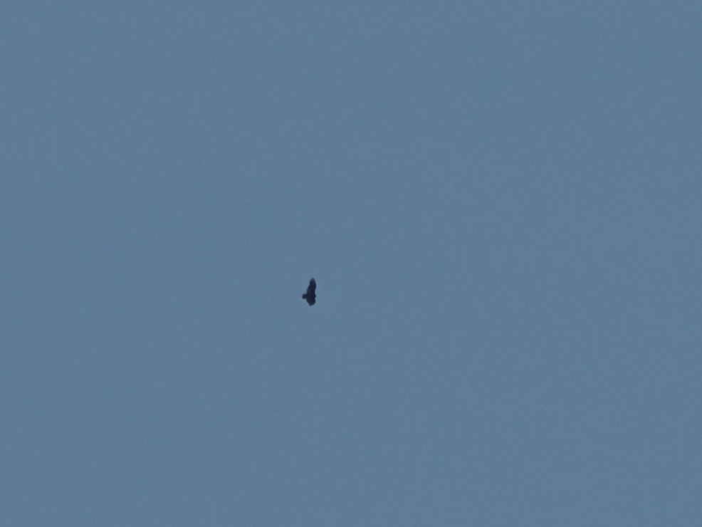 Урубу - ML641811305