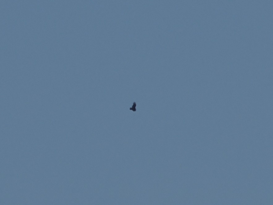Урубу - ML641811306