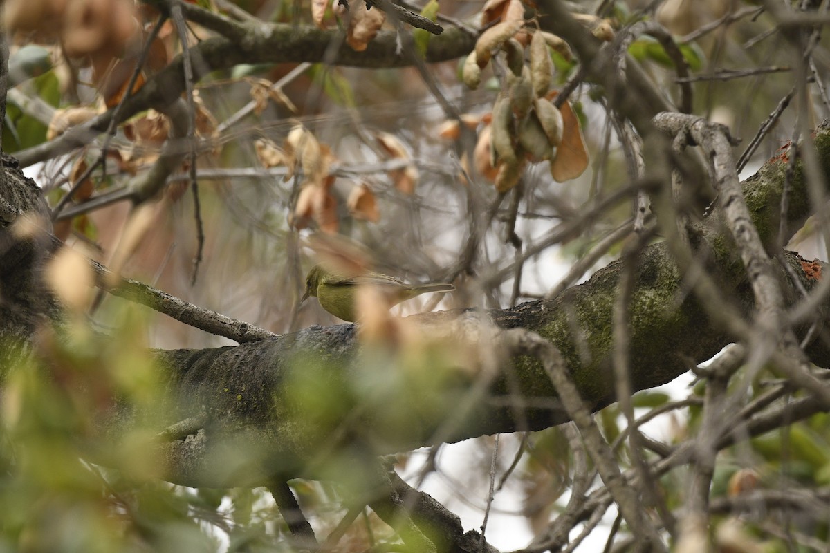 Orange-crowned Warbler - ML641811310