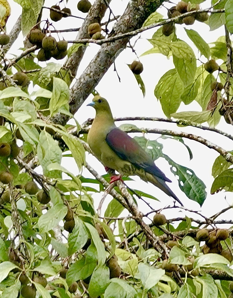 Wedge-tailed Green-Pigeon - ML641811328