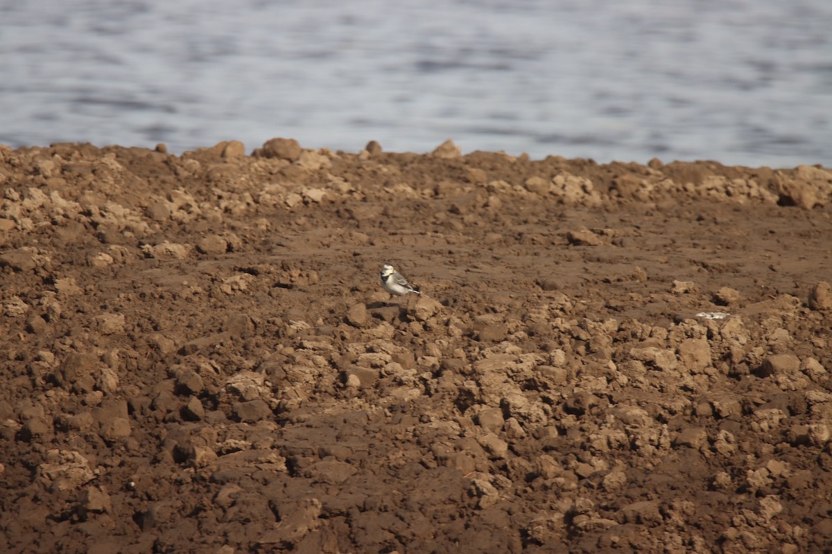 Lavandera Blanca - ML641811340