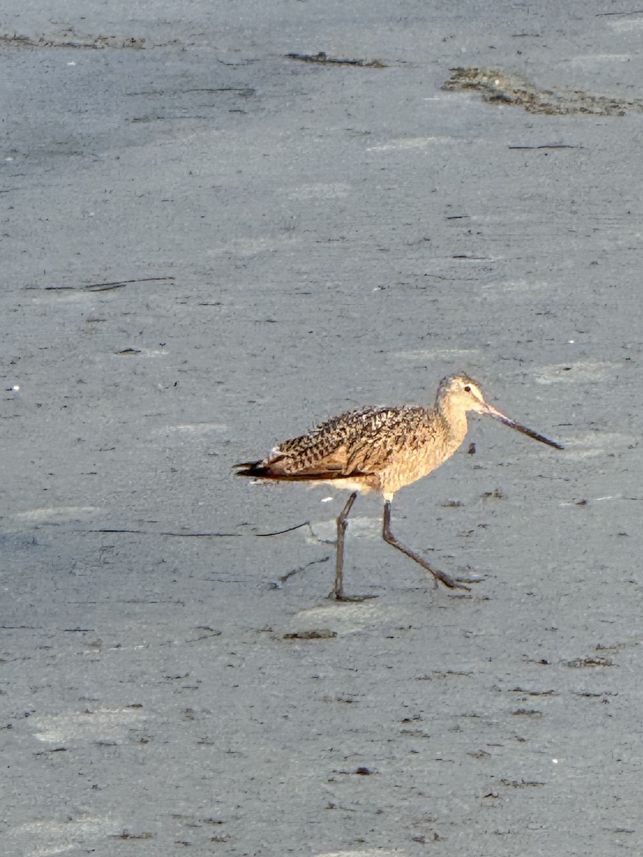 Marbled Godwit - ML641811344