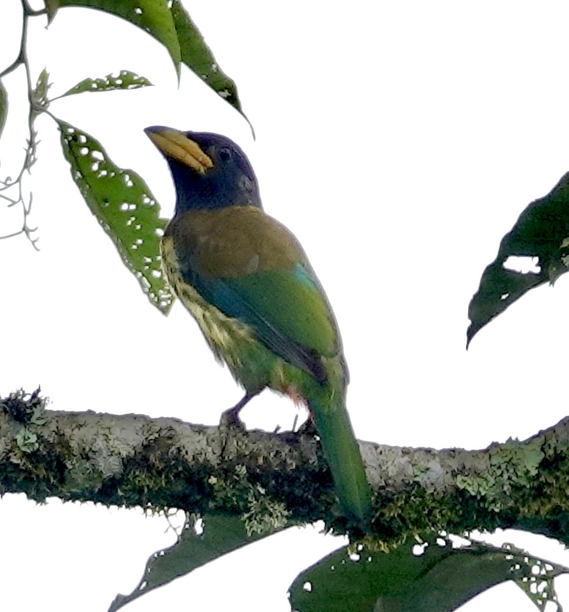 Great Barbet - ML641811350
