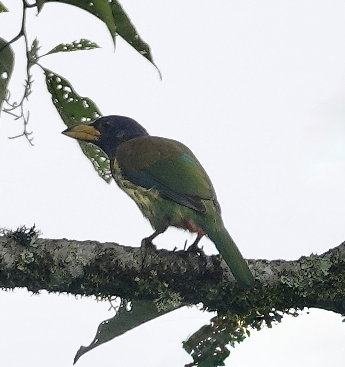 Great Barbet - ML641811351