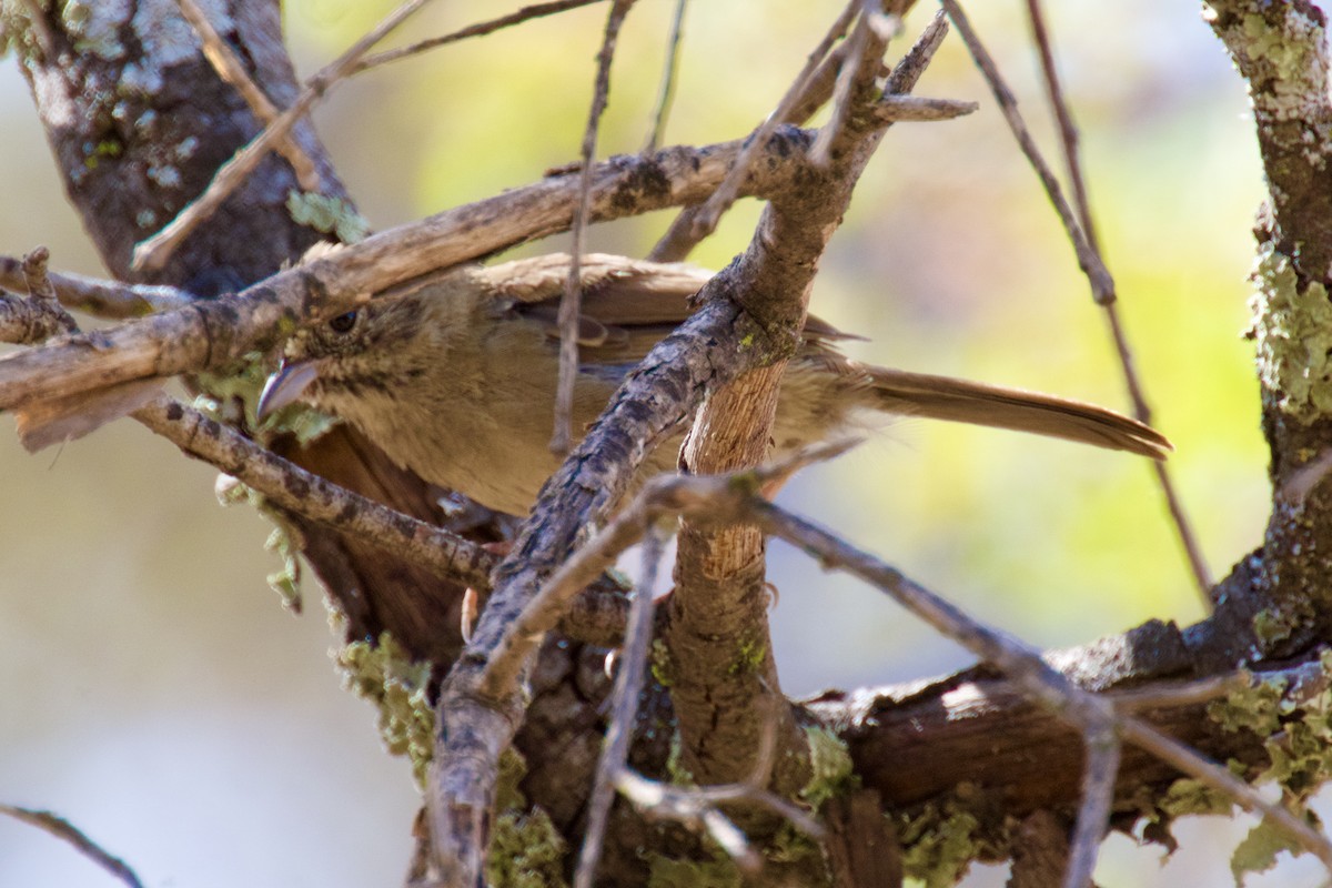 Rufous-crowned Sparrow - ML641811356