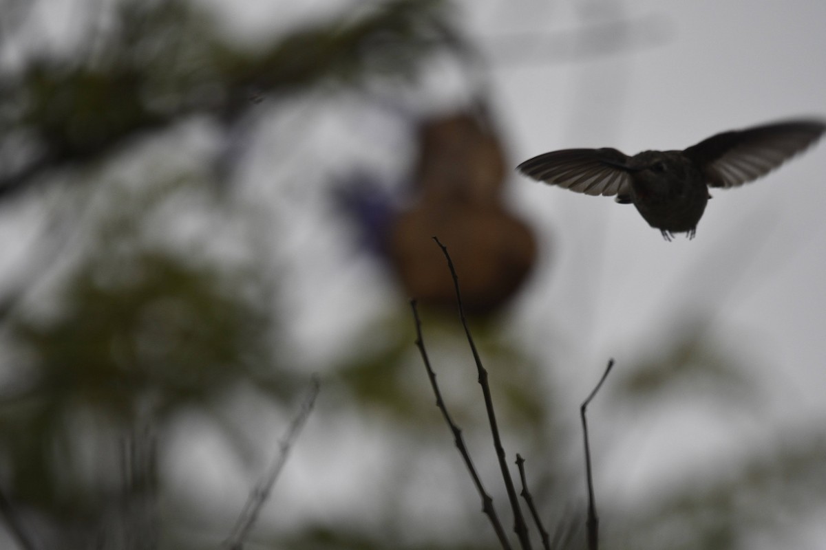 Anna's Hummingbird - ML641811366