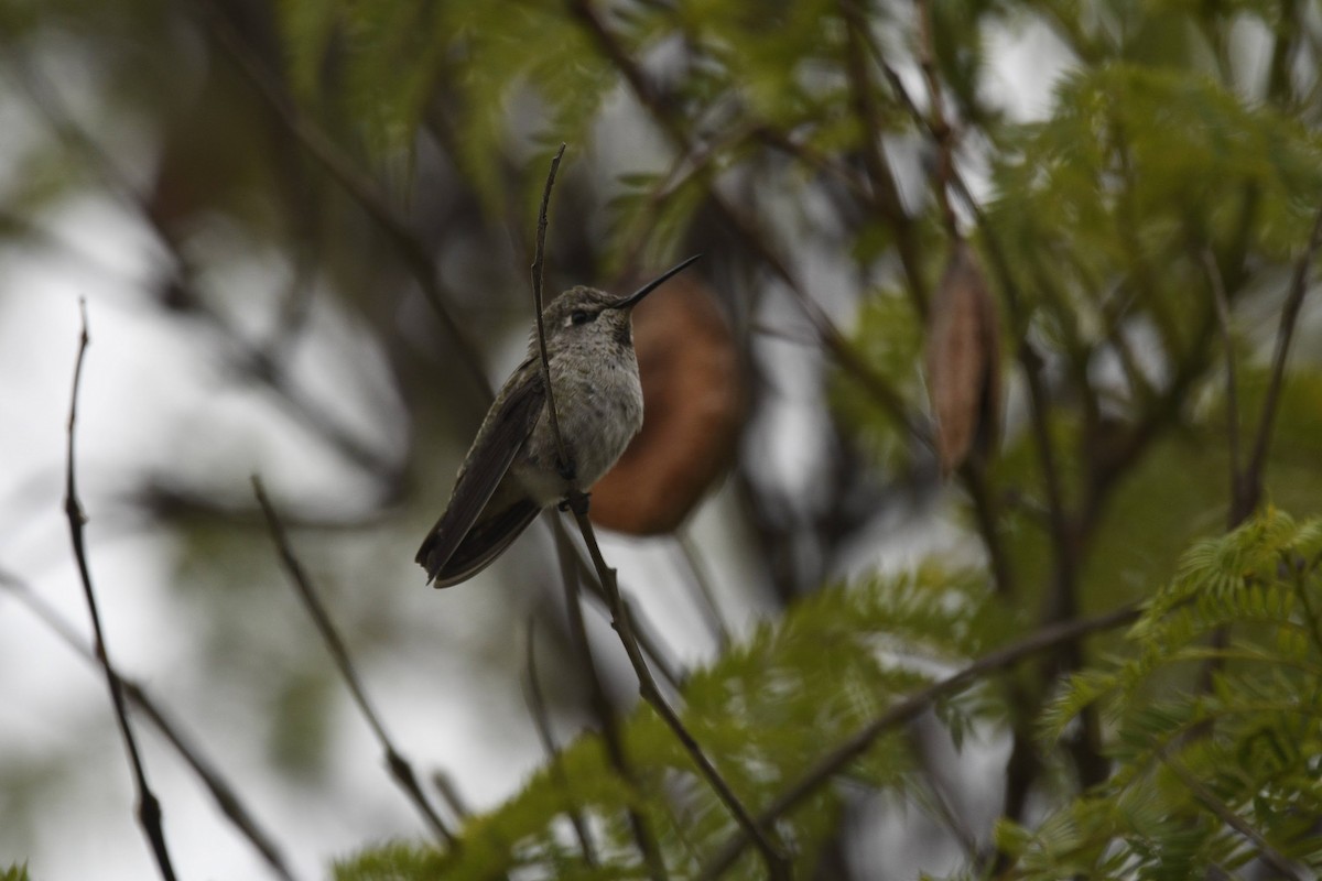 Anna's Hummingbird - ML641811371