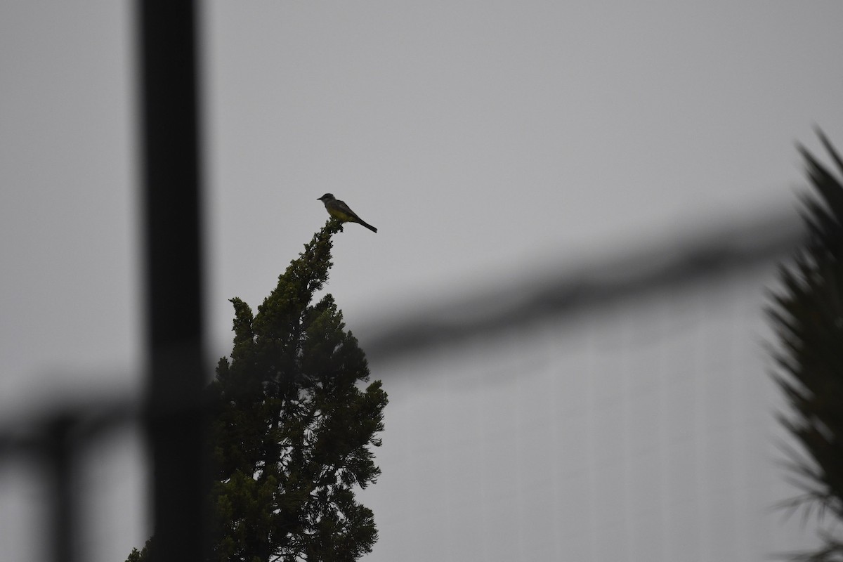 Cassin's Kingbird - ML641811376