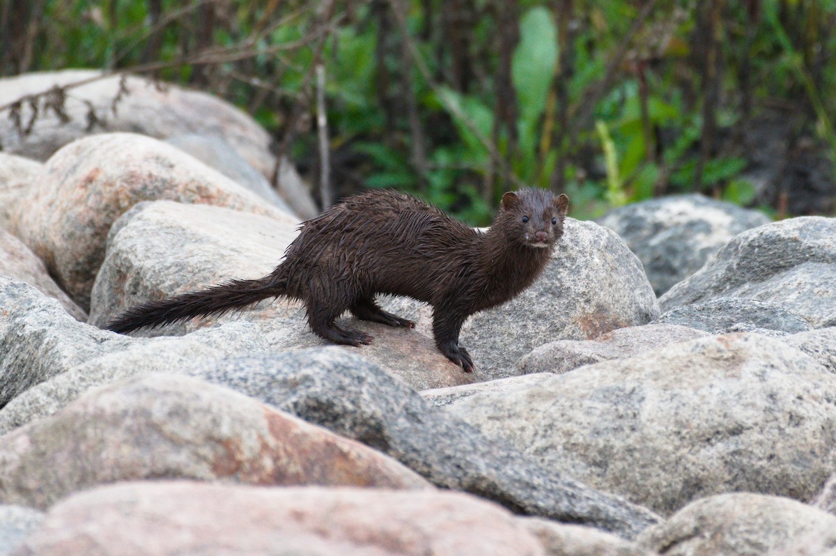 American Mink - ML641811379