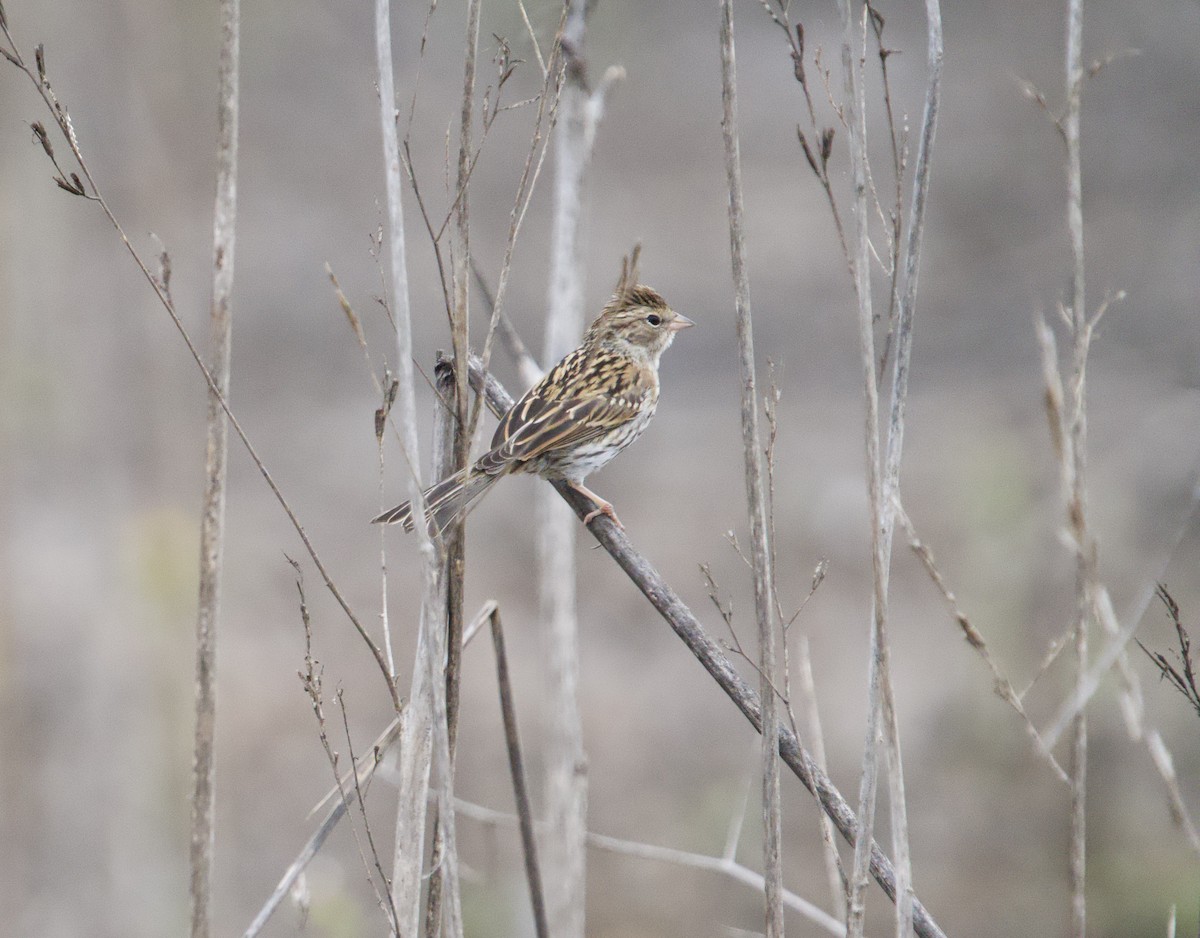 Chipping Sparrow - ML641811382