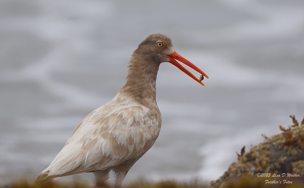 Black Oystercatcher - ML641811393